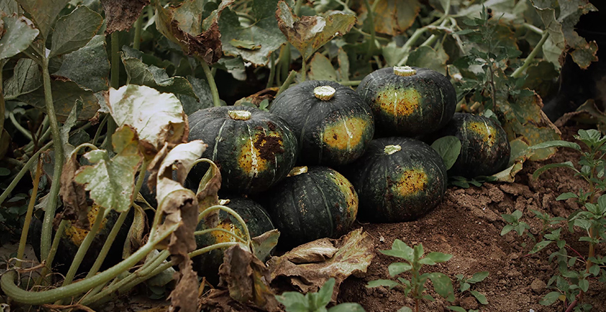 カルデラ地形による良質な農作物